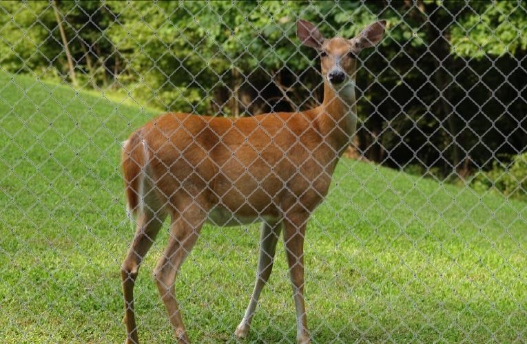 Deer fence reviews